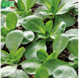 MÂCHE Verte à Cœur Plein 2 - Graines Bio