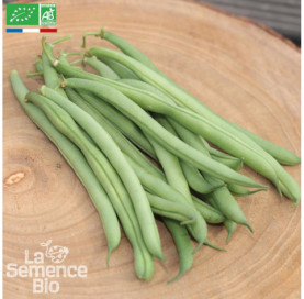 HARICOT vert nain Rugally - Graines Bio
