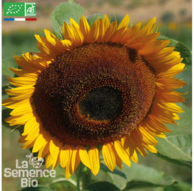 Tournesol Géant à grandes fleurs - Graines Bio
