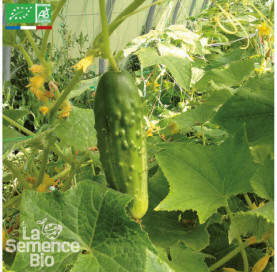 CORNICHON vert Fin de Meaux - Graines Bio