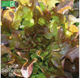 LAITUE à couper Red Salad Bowl - Graines Bio