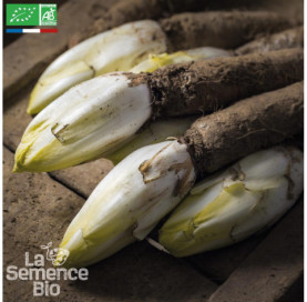ENDIVE demi-hâtive de Hollande - Graines Bio