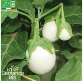 AUBERGINE blanche Ronde à Œuf - Graines Bio