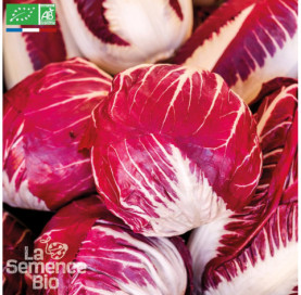 CHICORÉE Rouge de Vérone - Graines Bio