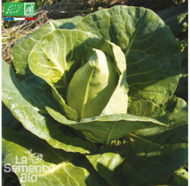 CHOU CABUS blanc Pointu de Châteaurenard - Graines Bio