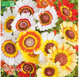 CHRYSANTHÈME tricolore - Graines Bio