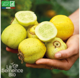 CONCOMBRE Lemon - Graines Bio