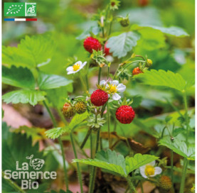 FRAISE DES BOIS Reine des Vallées - Graines Bio