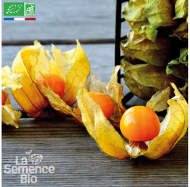 PHYSALIS Coqueret du Pérou - Graines Bio
