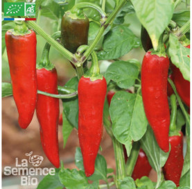 PIMENT Gorria - Graines Bio