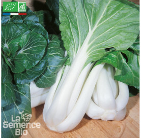 CHOU DE CHINE Pak-choï Taisaï - Graines Bio