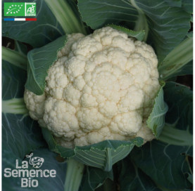 CHOU-FLEUR Boule de Neige - Graines Bio