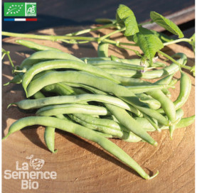 HARICOT vert à rame Cobra - Graines Bio