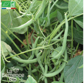 HARICOT vert nain Contender - Graines Bio