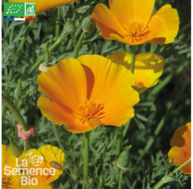 PAVOT de Californie - Graines Bio