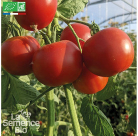 TOMATE Précoce de Quimper - Graines Bio