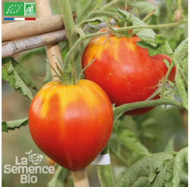 TOMATE Cœur de Bœuf rouge - Graines Bio