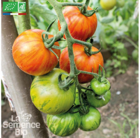 TOMATE Jan's Bio