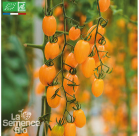 TOMATE Téton de Vénus jaune - Graines Bio