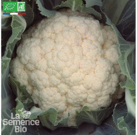 CHOU-FLEUR blanc Marzatico - Graines Bio