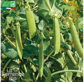 POIS nain à écosser Merveille de Kelvedon - Graines Bio