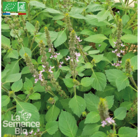 BASILIC Tulsi - Graines Bio