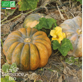 COURGE Musquée de Provence ou Muscade - Graines Bio