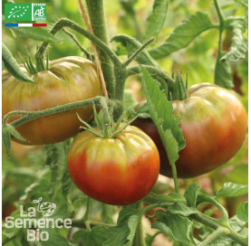 TOMATE Noire de Crimée - Graines Bio