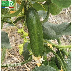 CONCOMBRE Mirella Bio