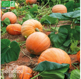 COURGE Jack O'Lantern Bio