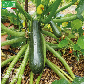 COURGETTE Ola Escaladora Bio