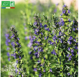 HYSOPE officinale Bio
