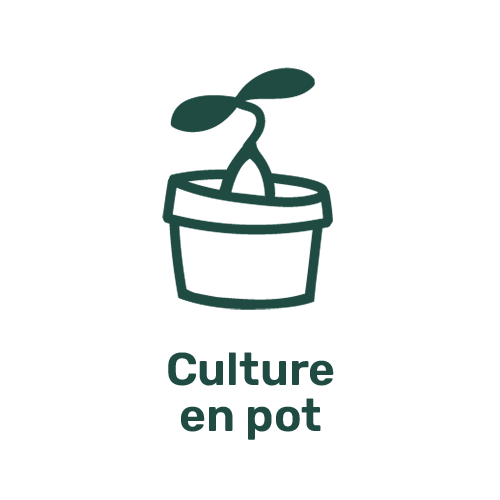 Picto Pot