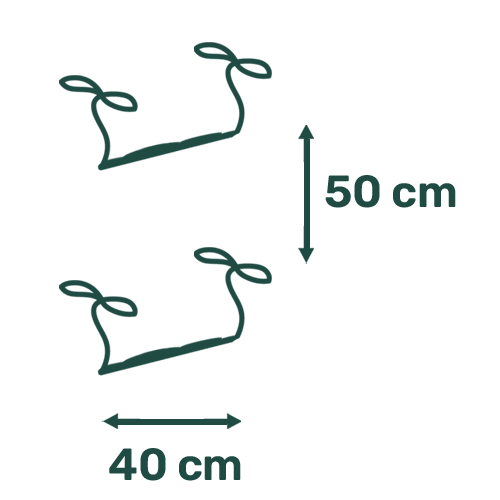 Distance entre les plants 40 cm
