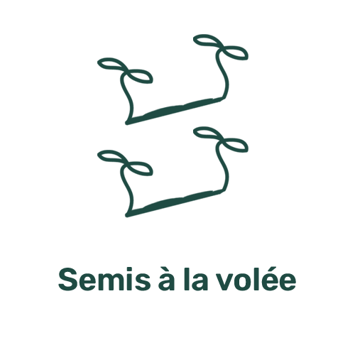 Semis à la volée