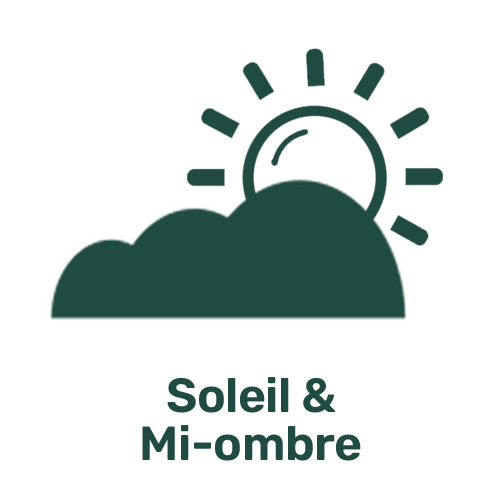 Picto Soleil Mi-ombre